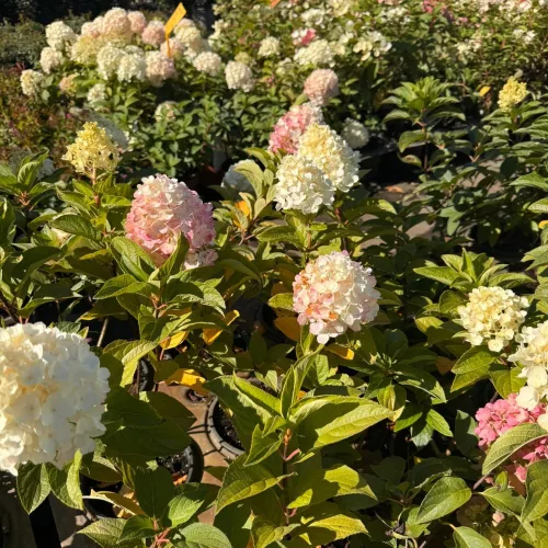 Egészséges Living Pinky Promise bugás hortenzia növény konténerben, tömött, fehéren nyíló és élénk rózsaszínbe hajló bugavirágzattal  Living Pinky Promise bugás hortenzia (Hydrangea paniculata 'Living