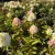 Egészséges Living Pinky Promise bugás hortenzia növény konténerben, tömött, fehéren nyíló és élénk rózsaszínbe hajló bugavirágzattal  Living Pinky Promise bugás hortenzia (Hydrangea paniculata 'Living
