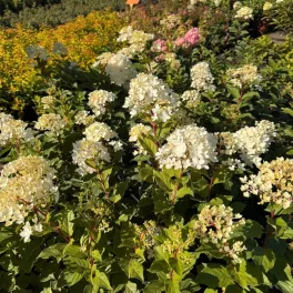 Csodálatos Magical Andes bugás hortenzia növény konténerben, erős szárakon hozott tömött, fehéren nyíló és rózsaszínbe hajló bugavirágzattal Magical Andes bugás hortenzia (Hydrangea paniculata 'Magica