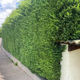 Cupressocyparis leylandii '2001' - Konténeres
