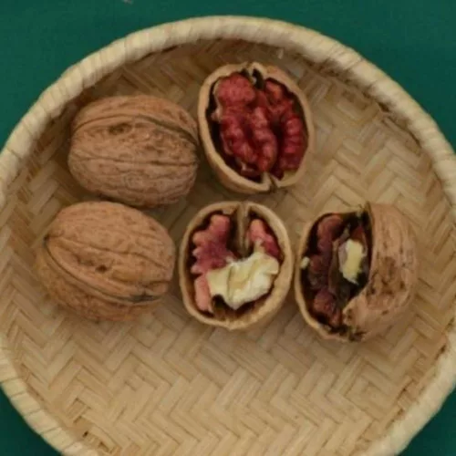 Pirosdió/Vörösbelű dió - Szabadgyökeres
