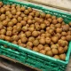 Lara dió szabadgyökeres oltvány termései a fán  Lara dió (Juglans regia 'Lara')