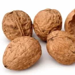 Fernor dió szabadgyökeres oltvány termései a fán Fernor dió (Juglans regia 'Fernor')