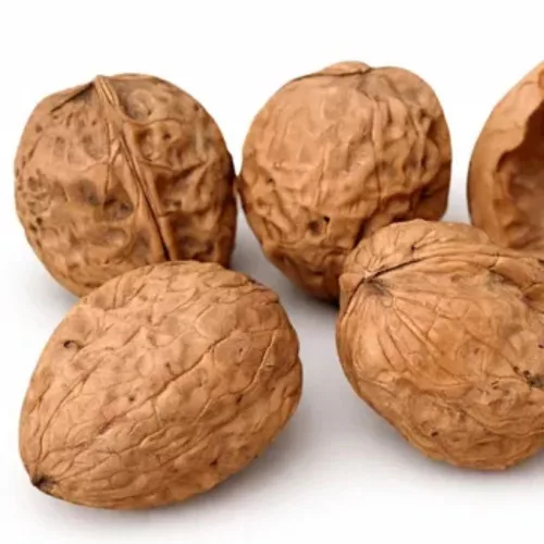 Fernor dió szabadgyökeres oltvány termései a fán Fernor dió (Juglans regia 'Fernor')