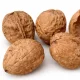 Fernor dió szabadgyökeres oltvány termései a fán Fernor dió (Juglans regia 'Fernor')