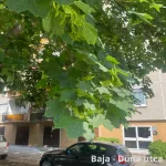 Egészséges szabadgyökeres korai juhar csemete kitermelt, fejlett gyökérzettel és egyenes törzzsel Korai juhar (Acer platanoides)