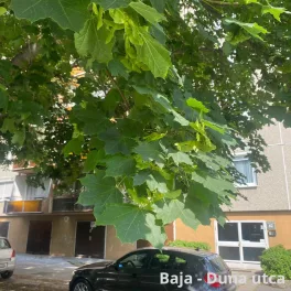 Egészséges szabadgyökeres korai juhar csemete kitermelt, fejlett gyökérzettel és egyenes törzzsel Korai juhar (Acer platanoides)