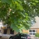 Egészséges szabadgyökeres korai juhar csemete kitermelt, fejlett gyökérzettel és egyenes törzzsel Korai juhar (Acer platanoides)