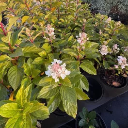 Egészséges Baby Lace törpe bugás hortenzia csemete konténerben, sűrű hajtásrendszerrel és dús virágbimbókkal  Baby Lace törpe bugás hortenzia (Hydrangea paniculata 'Baby Lace')