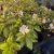 Egészséges Baby Lace törpe bugás hortenzia csemete konténerben, sűrű hajtásrendszerrel és dús virágbimbókkal  Baby Lace törpe bugás hortenzia (Hydrangea paniculata 'Baby Lace')