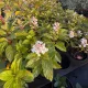 Egészséges Baby Lace törpe bugás hortenzia csemete konténerben, sűrű hajtásrendszerrel és dús virágbimbókkal  Baby Lace törpe bugás hortenzia (Hydrangea paniculata 'Baby Lace')