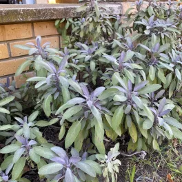 Egészséges Purpurascens bíborlevelű orvosi zsálya csemete konténerben, bíborlila levelekkel és dús hajtásokkal Purpurascens bíborlevelű orvosi zsálya (Salvia officinalis 'Purpurascens')