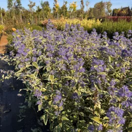 Egészséges White Surprise tarkalevelű angol kékszakáll cserje konténerben, fehér szegélyű levelekkel és kék virágokkal White Surprise tarkalevelű angol kékszakáll (Caryopteris x clandonensis 'White Su