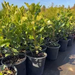 Egészséges Ruby Spice borsos csillagmirtusz cserje konténerben, sötétrózsaszín illatos virágfüzérekkel és üde zöld levelekkel Ruby Spice borsos csillagmirtusz (Clethra alnifolia 'Ruby Spice')