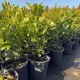 Egészséges Ruby Spice borsos csillagmirtusz cserje konténerben, sötétrózsaszín illatos virágfüzérekkel és üde zöld levelekkel Ruby Spice borsos csillagmirtusz (Clethra alnifolia 'Ruby Spice')