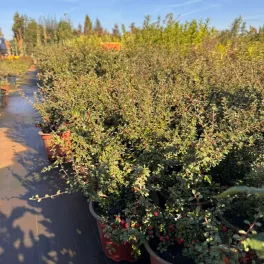 Egészséges Nana puszpánglevelű madárbirs csemete konténerben, tömött örökzöld lombozattal és piros bogyókkal Nana puszpánglevelű madárbirs (Cotoneaster buxifolia 'Nana')