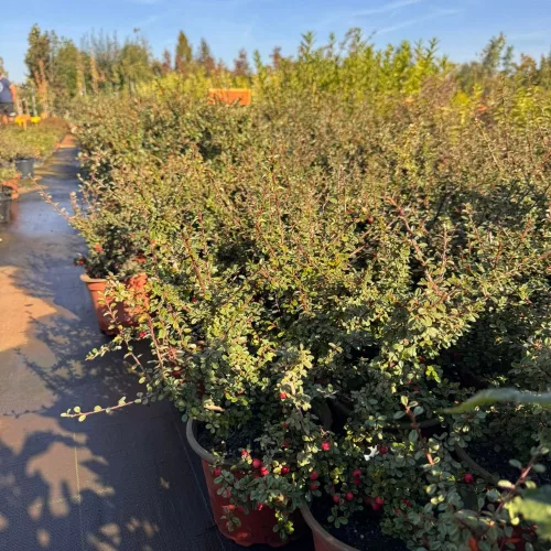 Egészséges Nana puszpánglevelű madárbirs csemete konténerben, tömött örökzöld lombozattal és piros bogyókkal Nana puszpánglevelű madárbirs (Cotoneaster buxifolia 'Nana')