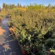 Egészséges Nana puszpánglevelű madárbirs csemete konténerben, tömött örökzöld lombozattal és piros bogyókkal Nana puszpánglevelű madárbirs (Cotoneaster buxifolia 'Nana')