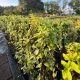 Egészséges Mint Crisp tarka levelű japán lugaslonicera növény konténerben, finoman pettyezett krémfehér-zöld levelekkel és illatos fehér-sárga virágokkal Mint Crisp tarka levelű japán lugaslonicera (L