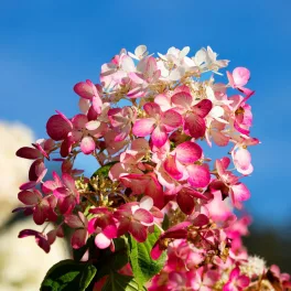 Egészséges Diamant Rouge bugás hortenzia csemete konténerben, erős hajtásrendszerrel és dús virágbimbókkal Diamant Rouge bugás hortenzia (Hydrangea paniculata 'Diamant Rouge')