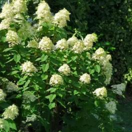 Egészséges Limelight bugás hortenzia csemete konténerben, erős hajtásokkal és dús virágbimbókkal Limelight bugás hortenzia (Hydrangea paniculata 'Limelight')