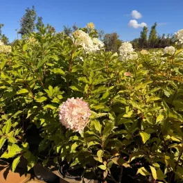 Egészséges Pink Lady bugás hortenzia csemete konténerben, erős hajtásrendszerrel és dús virágbimbókkal Pink Lady bugás hortenzia (Hydrangea paniculata 'Pink Lady')