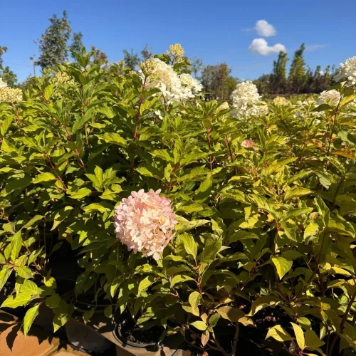 Egészséges Pink Lady bugás hortenzia csemete konténerben, erős hajtásrendszerrel és dús virágbimbókkal Pink Lady bugás hortenzia (Hydrangea paniculata 'Pink Lady')