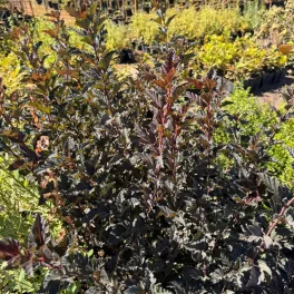 Egészséges Red Baron hólyagvessző csemete konténerben, mély vörösréz levelekkel és dús ágrendszerrel Red Baron hólyagvessző (Physocarpus opulifolius 'Red Baron')