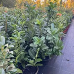 Egészséges Kleopatra babérmeggy csemete konténerben, rézvörös fiatal hajtásokkal és fénylő sötétzöld levelekkel Kleopatra babérmeggy (Prunus laurocerasus 'Kleopatra'®)
