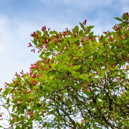 Acer tataricum Tatárajuhar szabadgyökeres csemete és piros szárnyas termései Tatárajuhar (Acer tataricum)
