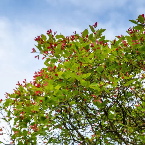 Acer tataricum Tatárajuhar szabadgyökeres csemete és piros szárnyas termései Tatárajuhar (Acer tataricum)