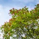 Acer tataricum Tatárajuhar szabadgyökeres csemete és piros szárnyas termései Tatárajuhar (Acer tataricum)