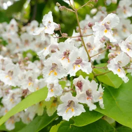 Catalpa bignonioides Szivarfa szabadgyökeres csemete virágai és levelei Szivarfa (Catalpa bignonioides)