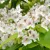 Catalpa bignonioides Szivarfa szabadgyökeres csemete virágai és levelei Szivarfa (Catalpa bignonioides)