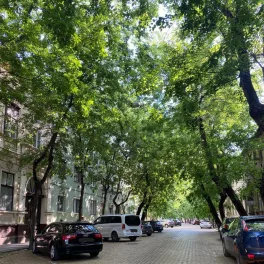 Celtis occidentalis Nyugati ostorfa szabadgyökeres csemete levelei és termései Nyugati ostorfa (Celtis occidentalis)