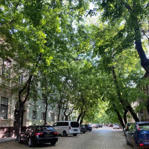 Celtis occidentalis Nyugati ostorfa szabadgyökeres csemete levelei és termései Nyugati ostorfa (Celtis occidentalis)