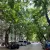 Celtis occidentalis Nyugati ostorfa szabadgyökeres csemete levelei és termései Nyugati ostorfa (Celtis occidentalis)