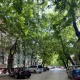 Celtis occidentalis Nyugati ostorfa szabadgyökeres csemete levelei és termései Nyugati ostorfa (Celtis occidentalis)