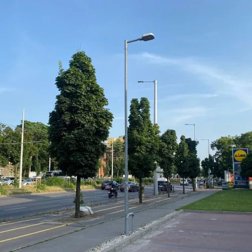 Egészséges szabadgyökeres Acer platanoides Olmstedt csemete kitermelt gyökérzettel és egyenes törzzsel Acer platanoides 'Olmstedt'