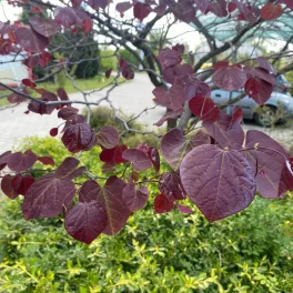 Egészséges Forest Pansy kanadai Júdásfa csemete konténerben, mélybíbor szív alakú levelekkel és egyenes szárral Forest Pansy kanadai Júdásfa (Cercis canadensis 'Forest Pansy')
