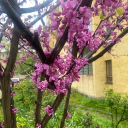 Egészséges közönséges Júdásfa csemete konténerben, erős törzzsel és üde zöld, vesés levelekkel Közönséges Júdásfa (Cercis siliquastrum)