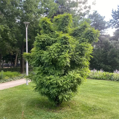 Gleditsia triacanthos 'Elegantissima' tövismentes finom lepényfa szabadgyökeres díszcserje finom levelei Tövismentes finom lepényfa (Gleditsia triacanthos 'Elegantissima')