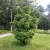 Gleditsia triacanthos 'Elegantissima' tövismentes finom lepényfa szabadgyökeres díszcserje finom levelei Tövismentes finom lepényfa (Gleditsia triacanthos 'Elegantissima')