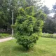 Gleditsia triacanthos 'Elegantissima' tövismentes finom lepényfa szabadgyökeres díszcserje finom levelei Tövismentes finom lepényfa (Gleditsia triacanthos 'Elegantissima')