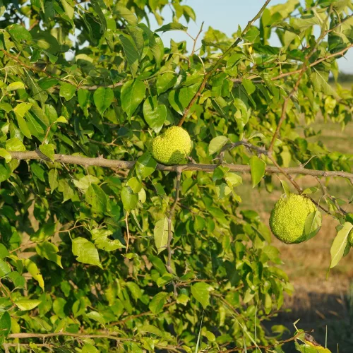 Maclura pomifera Narancseper szabadgyökeres díszfa rücskös, zöldesgyümölcsű termése és levelei Narancseper (Maclura pomifera)