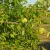 Maclura pomifera Narancseper szabadgyökeres díszfa rücskös, zöldesgyümölcsű termése és levelei Narancseper (Maclura pomifera)