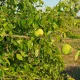 Maclura pomifera Narancseper szabadgyökeres díszfa rücskös, zöldesgyümölcsű termése és levelei Narancseper (Maclura pomifera)