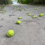 Maclura pomifera Narancseper szabadgyökeres díszfa rücskös, zöldesgyümölcsű termése és levelei Narancseper (Maclura pomifera)
