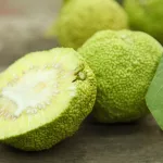 Maclura pomifera Narancseper szabadgyökeres díszfa rücskös, zöldesgyümölcsű termése és levelei Narancseper (Maclura pomifera)