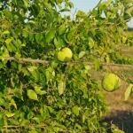 Egészséges Narancseper csemete konténerben, fényes zöld levelekkel és tövises ágrendszerrel Narancseper (Maclura pomifera)